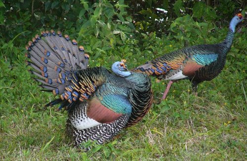 sixpenceee - The ocellated turkey has iridescent feathers. It...