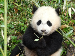 giantpandaphotos:  Bao Bao at the National