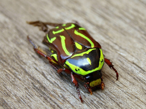 libutron:  Fiddler Beetle - Eupoecila australasiae