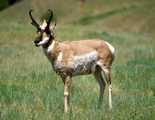 wapiti3 - pronghorn (Antilocapra americana)The pronghorn...