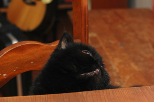 peritian:dorkvader:neon-casket:this cat is chubby halloweenTHIS CAT HAS THE EYES OF SAURONreblog for