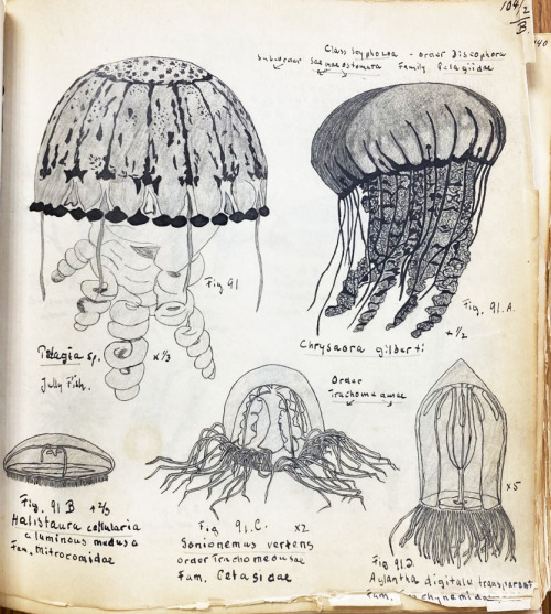 uwmspeccoll: Science Saturday: Evolution ManuscriptThis week we revisit the massive, 11-pound, 650-p