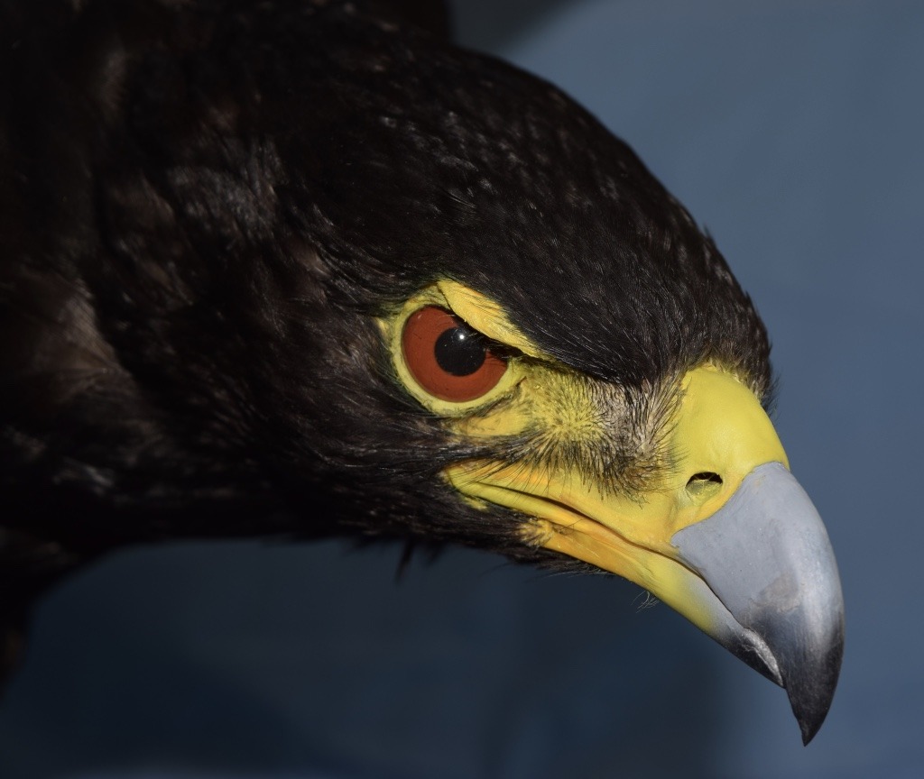 africaneagle-tumblr-gallery