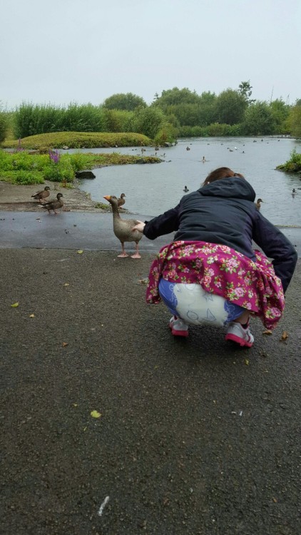 abgirlanddaddy:  Cheering up a sad little girl with a trip to feeding geese!