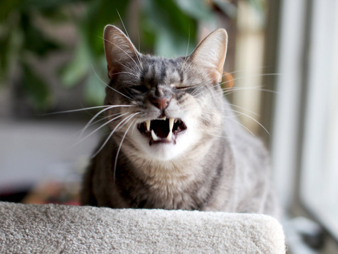 tastefullyoffensive:  Cats About to Sneeze [ferchenko]Previously: Cats Taking Selfies
