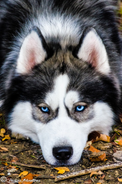 huskiesadventures:  Zeus on our hike yesterday.