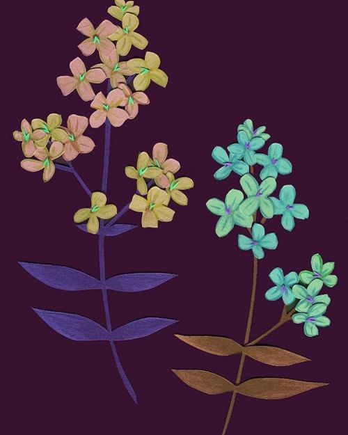 #flowers #cutpaper #illustration #illustrativeart #plants #wildplants #drawing #art