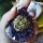 beautifully-medicated:Recharging my nugs with Amethyst 💜