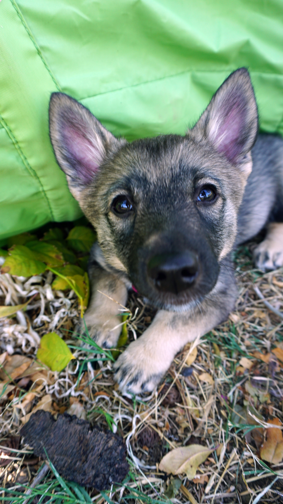 threestubbornvallhunds:  Puppy boops! ♥   