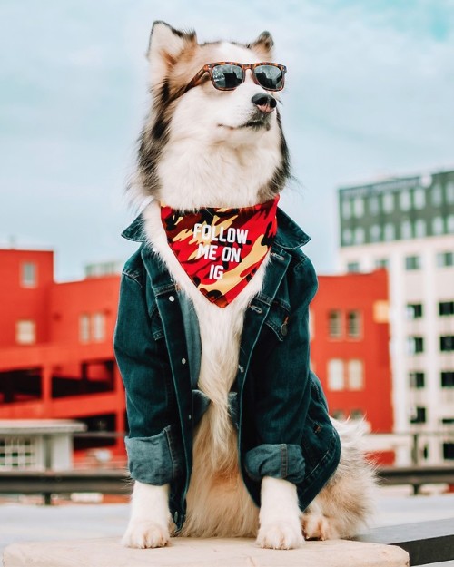 When your dog is WAY cooler than you’ll ever be.