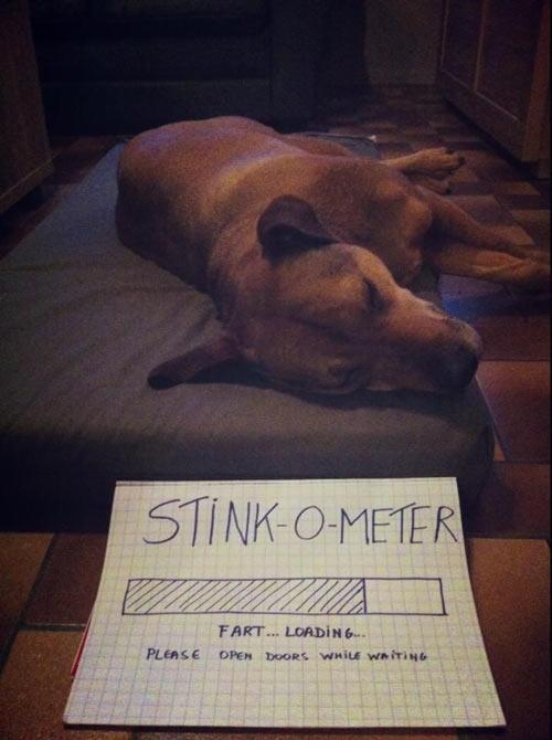 10knotes:  pleatedjeans:  Dog Owners Will Understand (21 Pics)   