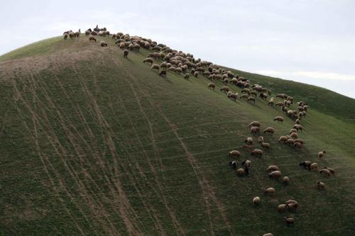fotojournalismus:Palestinians herd sheep in the Judean desert between Jericho and Jerusalem on February 6, 2015. (Ammar Awad/Reuters)