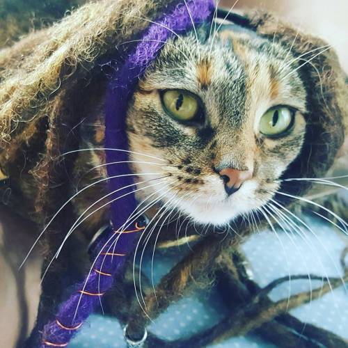 I have a new hipster cat #catsofinstagram #tabbycats #hipstercats #hippie #dreads