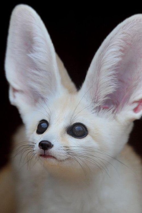 foxpost-generator: everythingfox: Good listening skills Fennecs ar3 90% ears, 5% eyes, and a touch o