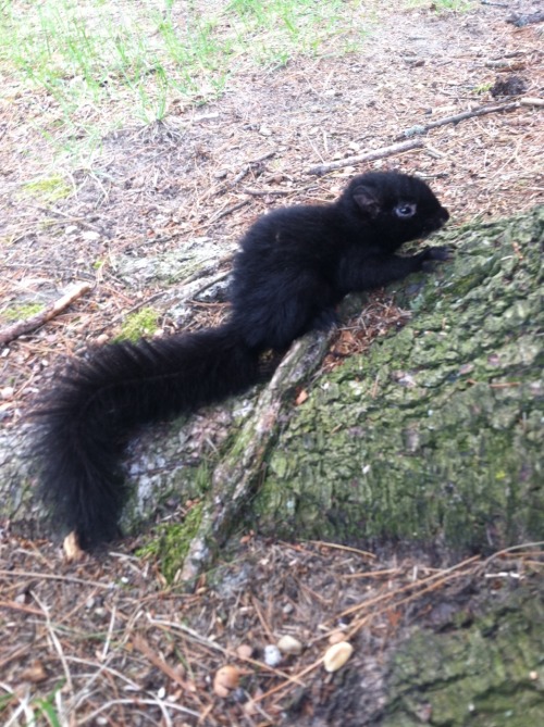 hellohalez0r:  met a baby squirrel