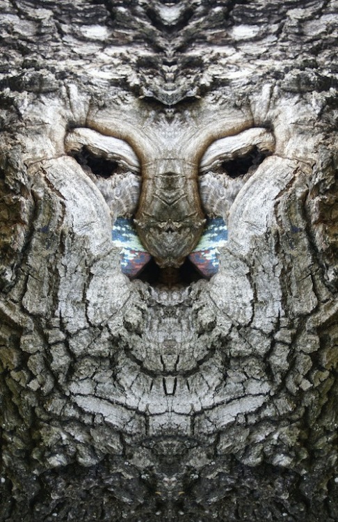 werecakes: unexplained-events: Dream Creatures Photographer Elido Turco photographs trees while tak