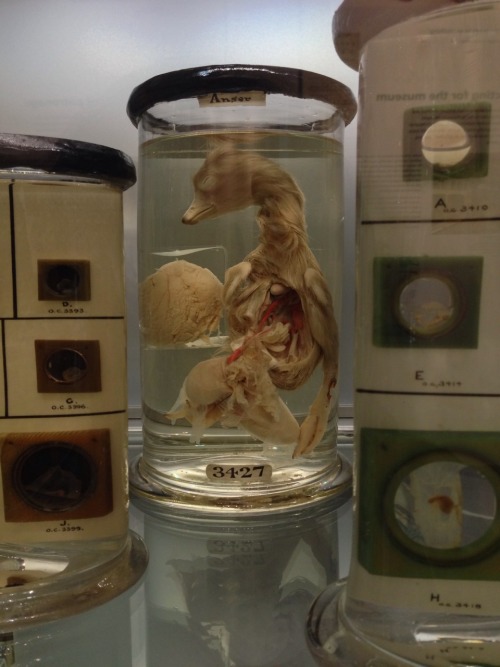 crookedindifference:  I spent the afternoon at the Hunterian Museum in London. 