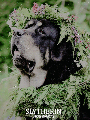 miones:hogwarts houses + dogs