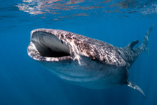 Whale shark by absolute-adventure-mexico on Flickr.