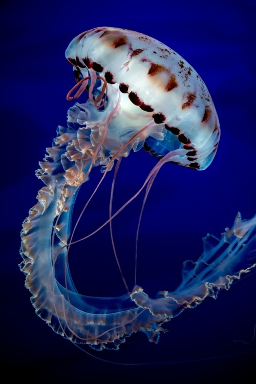 montereybayaquarium: OK, purple-striped jelly, wow. 