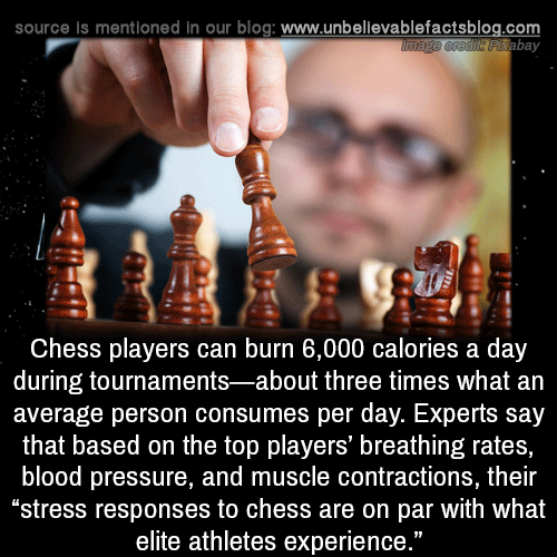 A sedentary sport like chess burn so much calories…