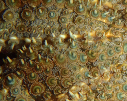 A nice close-up of an Eleven-armed seastar (Coscinasterias muricata), showing off the small tentacle