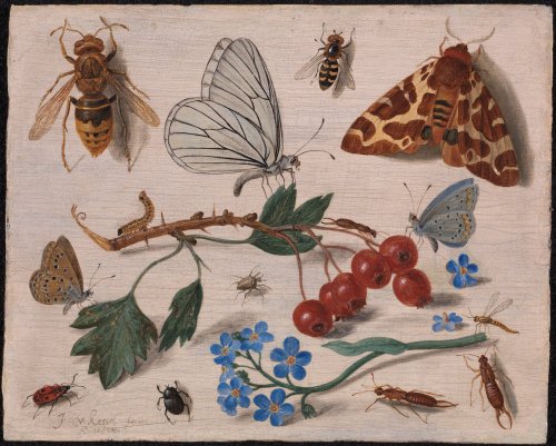 wtxch:Jan van Kessel the Elder Insects with Creeping Thistle and Borage ,1654