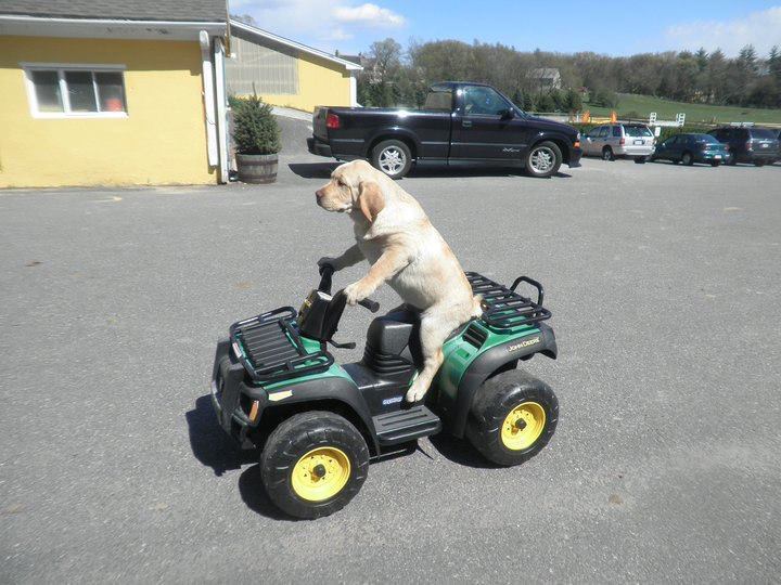 death-by-lulz:  thefrogman: Pow pow power wheels.  My lovely followers, please follow