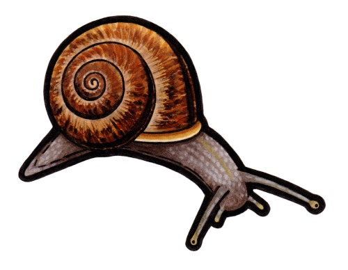 Copse Snail (Arianta arbustorum)Copse snails are a European species of snail commonly found in fores