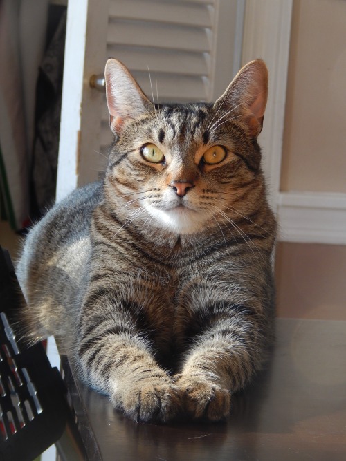 catp0rn:Bilbo