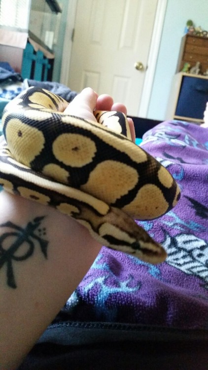 wilysnakepascal:Pascal is so handsome after a fresh shed!