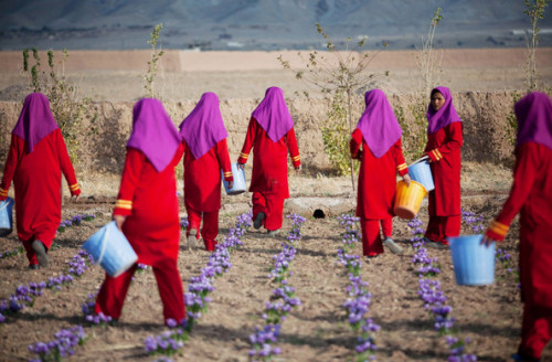 stories-yet-to-be-written:warkadang: Saffron harvest in Herat province, Afghanistan.  Photographs by Majid Saeedi/Getty Images. 