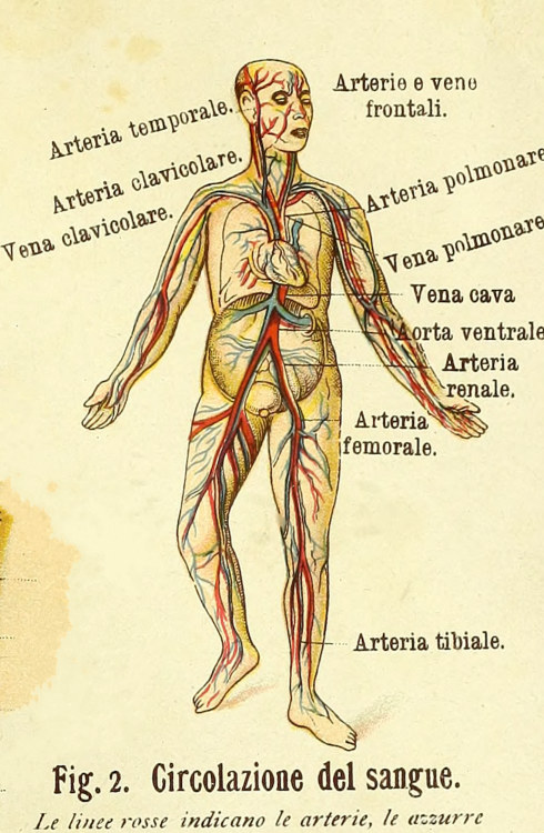 Fig. 2. Blood circulation. La nuova medicina natural. 1895.Internet Archive