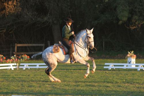 OxidadoXaquiro x CocaLusitano, Stallion15.3hhBorn 1994