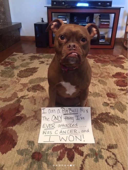 oh-we-are-the-infinity - babyanimalgifs - Dogs who beat cancer and...