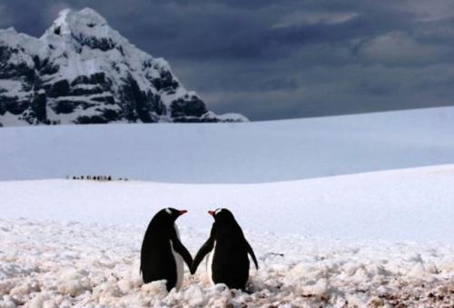 how are penguins so freaking good at being adorable it’s not fair