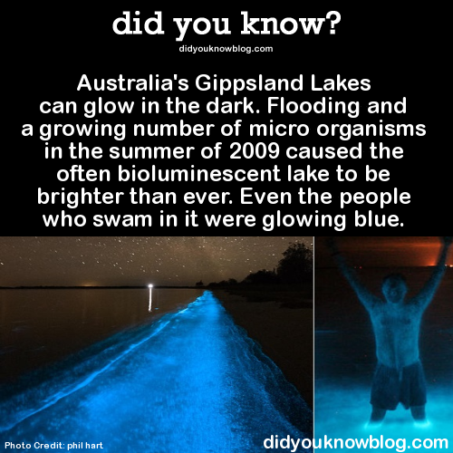 did-you-kno:  Australia’s Gippsland Lakes can glow in the dark. Flooding and a growing number of micro-organisms in the summer of 2009 caused the often bioluminescent lake to be brighter than ever. Even the people who swam in it were glowing blue. Source