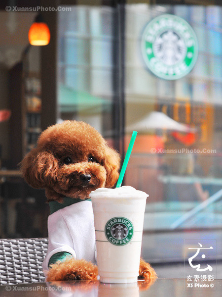 poodls:  JOY_66681 by 玄素xuansu on Flickr.