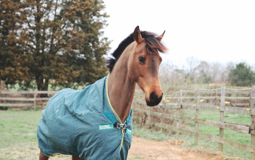 kcequine: first morning out in the new paddock