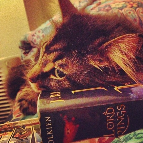 From several years ago: Harry using Tolkien as a pillow.