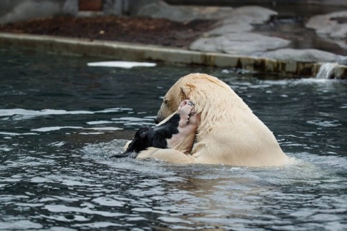 virginiaviking:  southernsideofme:  The polar bear in Copenhagen Zoo gets a cow head about once a week.  At first you think he had a cow friend playing in the water with him, and then it becomes clear