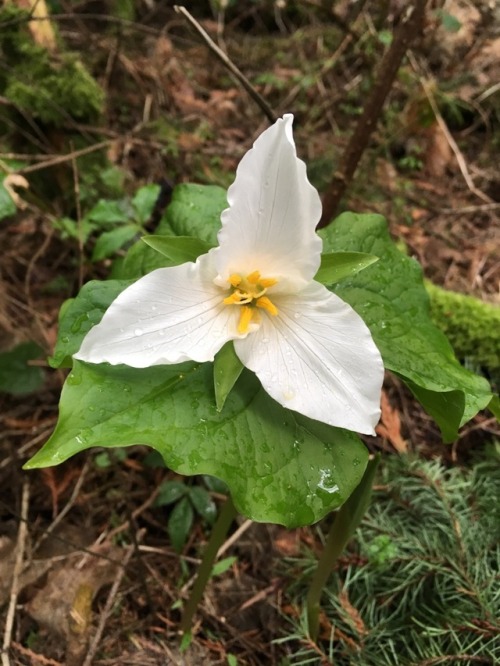 orchid-grower:Trillium ovatum in Washington State. It seems to have a very variable flower shape.