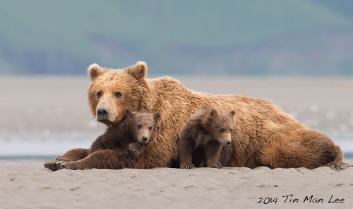 fuck-yeah-bears:  Bear Family by Tin Man 