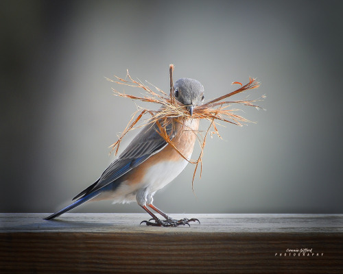 Eastern Bluebird