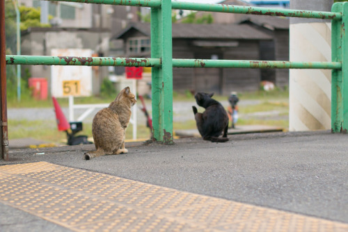 minuga-hana:  Cat station - Ogimachi Station (Tsurumi Line), Kawasaki, Kanagawaあーかいかいかいかい  by  Ogiyo