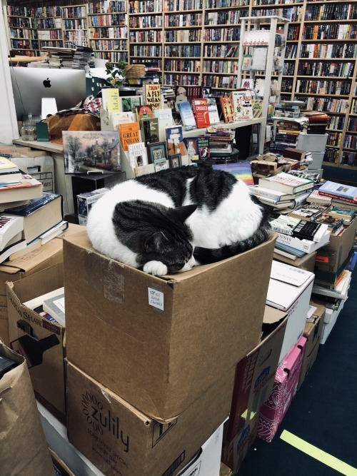 macrolit:Please let me be a bookstore cat in my next life, chapter iii