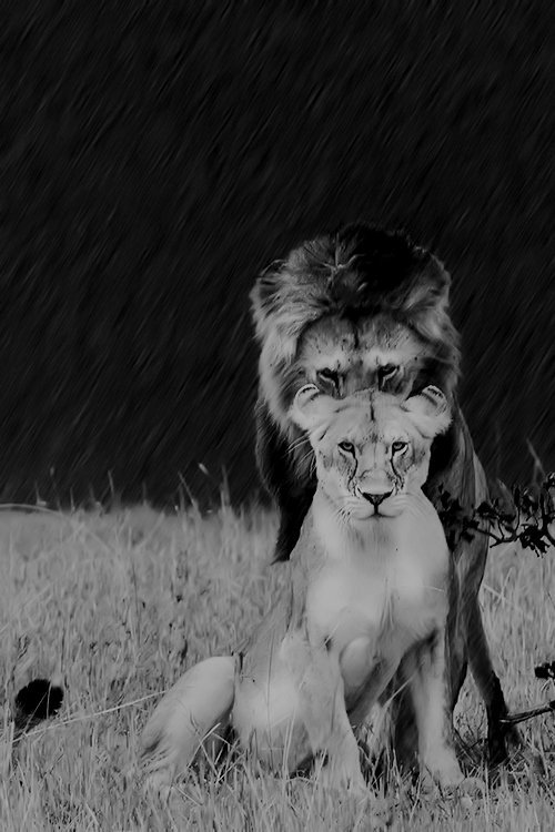 deepsoulfury:  From imgfave.com Lion the King with lioness 