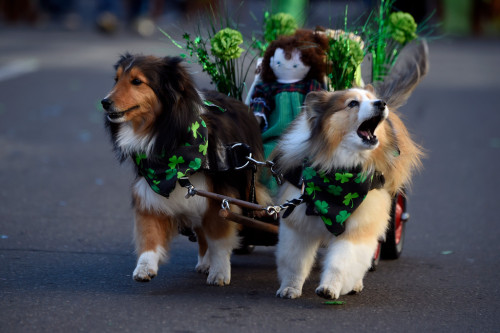 fuckyeahsheltie:Happy St. Patrick’s day! ARRROOOOvia The Denver Post
