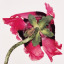 fleursmasculines
