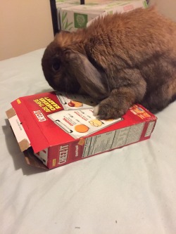 punziebunny:  Trying to eat my snacks   CHEEZ IT